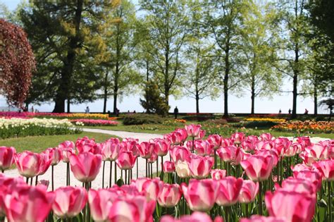 morges tulpen|Morges Tulip Festival